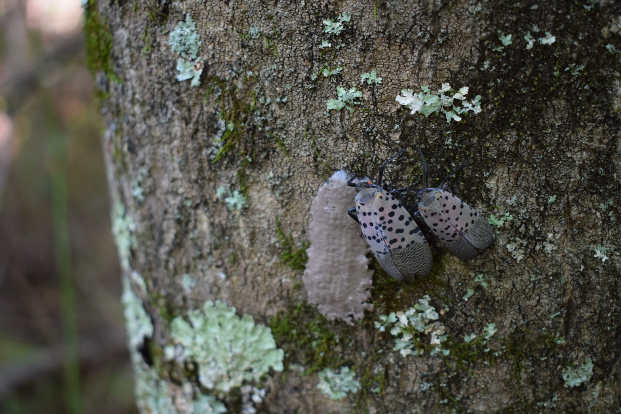 spotted lanternfly nyc