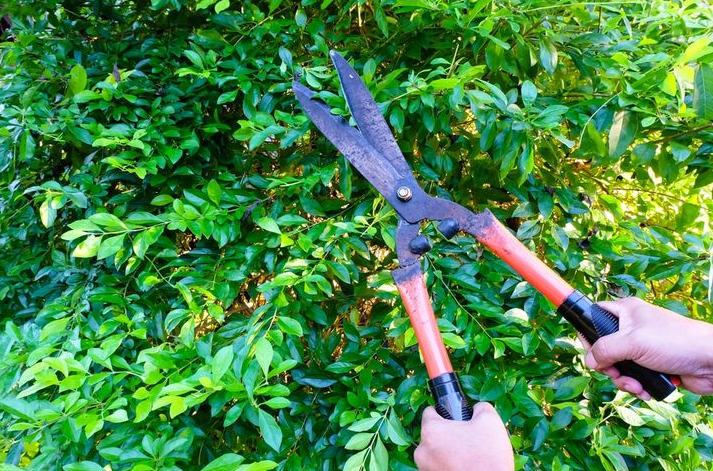 The Best Time of Year to Trim and Prune Trees